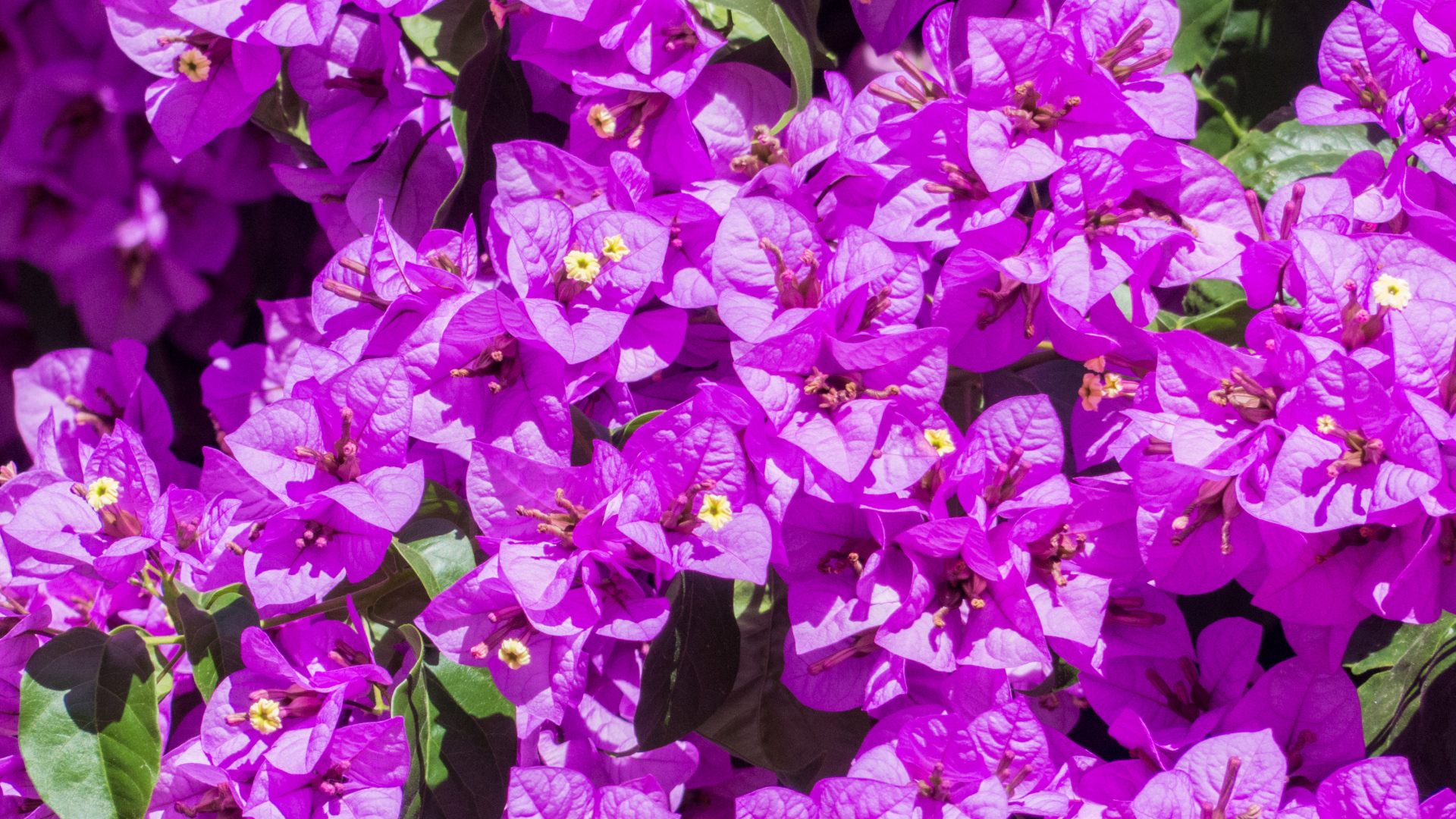 Красивые фиолетовые цветы бугенвиллия крупным планом