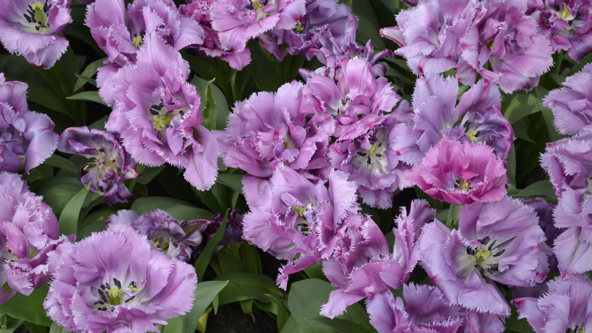 Красивые фиолетовые цветы тюльпаны крупным планом