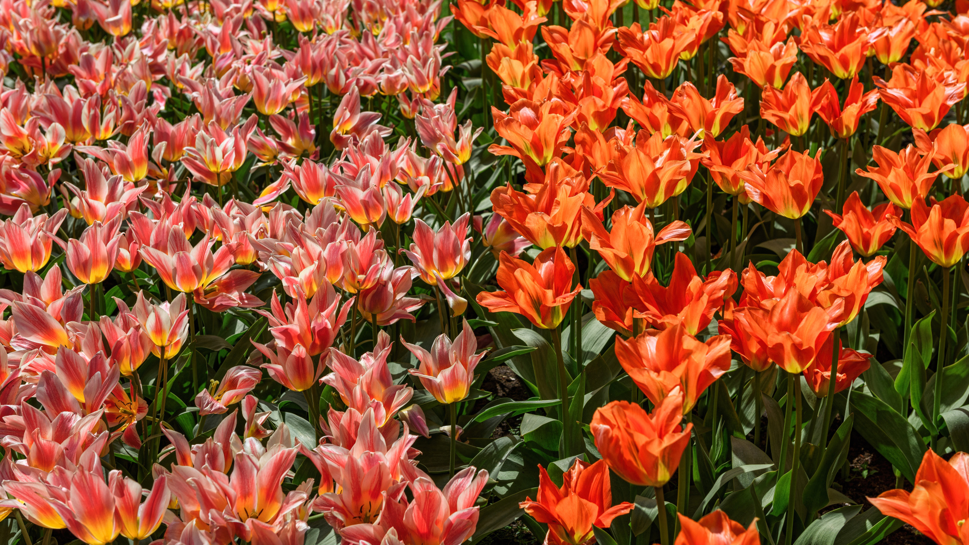 Красивые красные и розовые тюльпаны на клумбе 