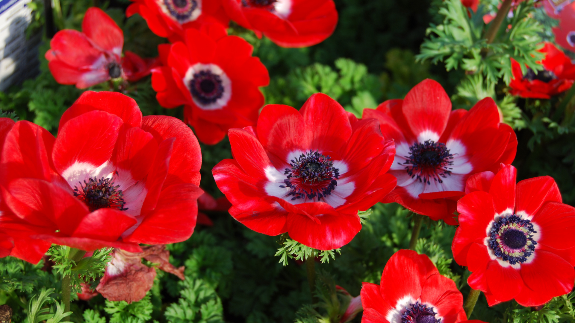 Красивые красные цветы Анемоны на клумбе