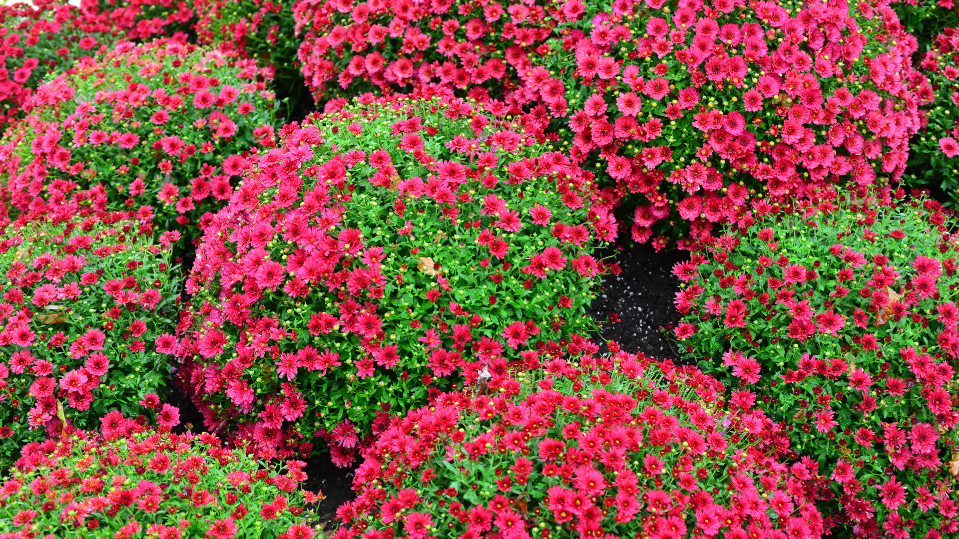 Красивые красные шаровидные хризантемы на клумбе