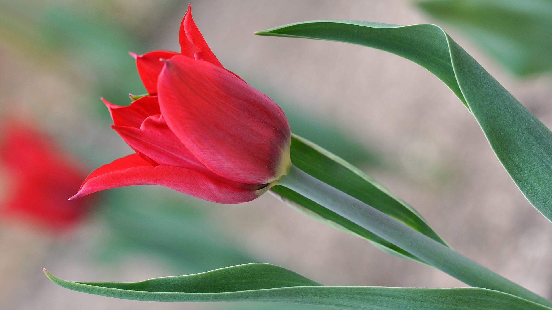 Красивый красный тюльпан 