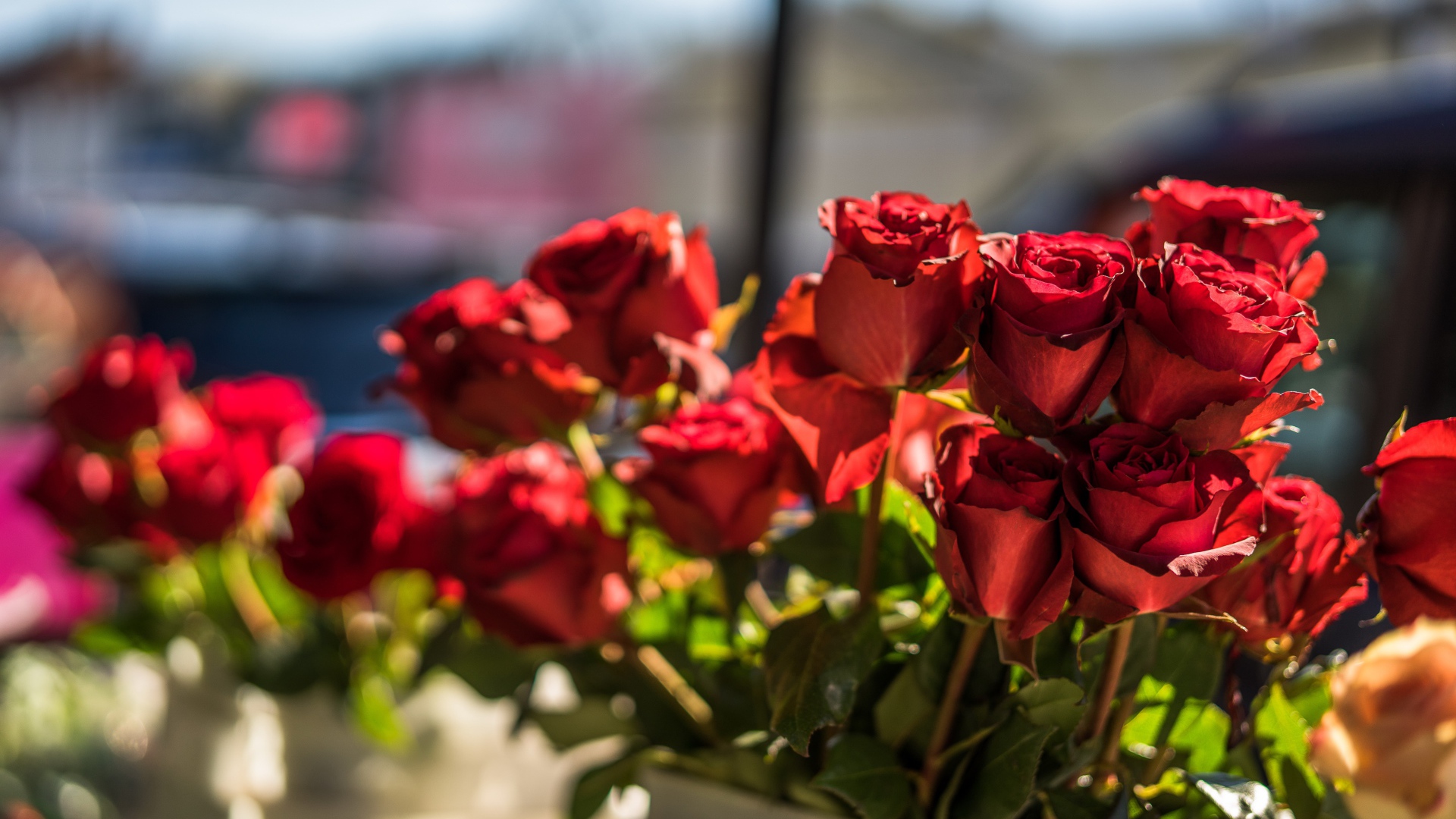 Красивые розы с красными лепестками