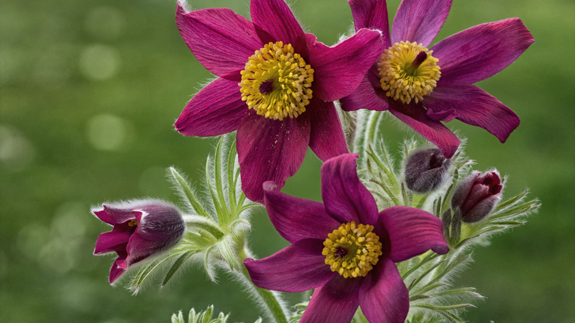 Красивые фиолетовые цветы прострел альпийский крупным планом