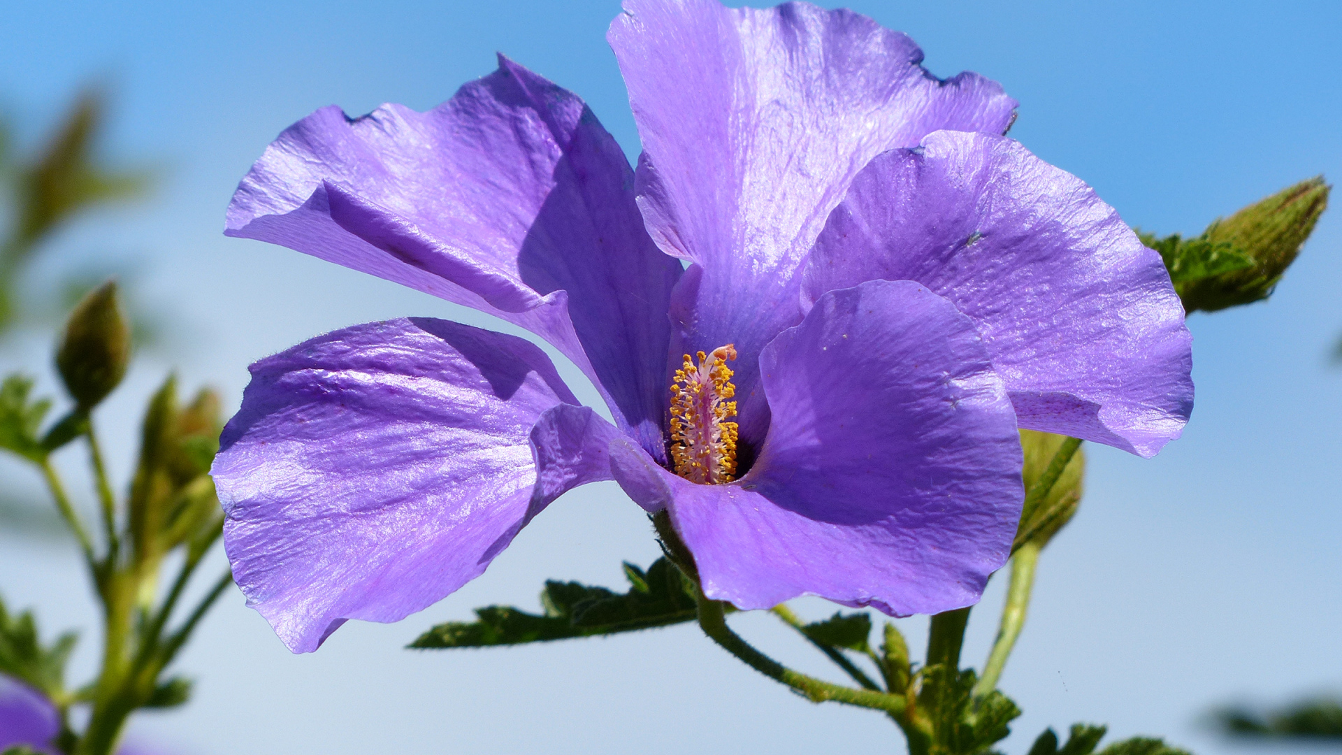 Красивый фиолетовый цветок гибискуса