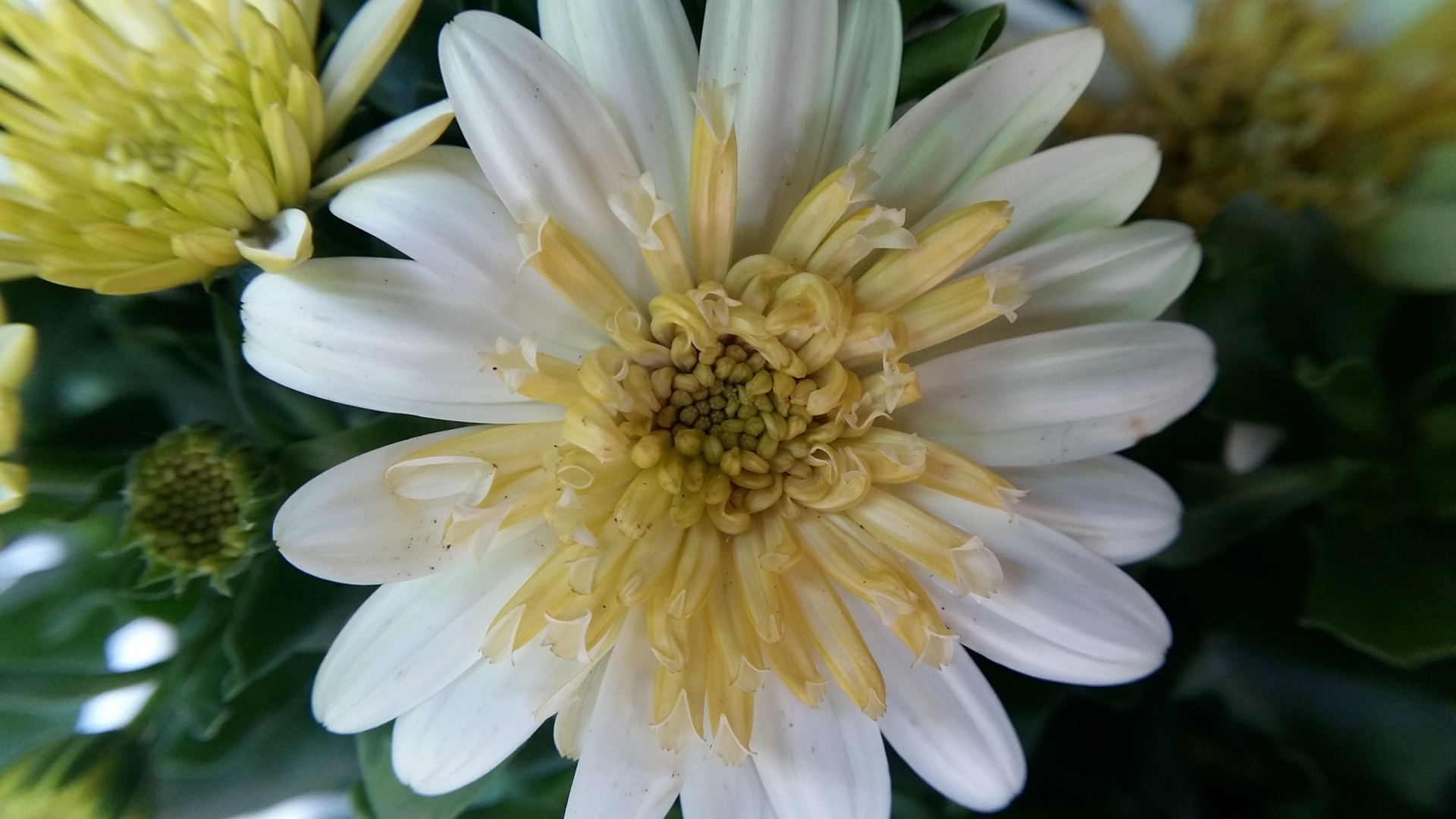 Красивый белый цветок хризантемы крупным планом