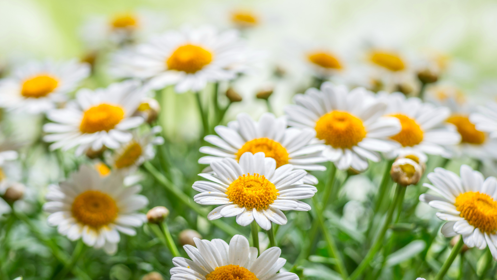 Красивые белые ромашки с желтой серединкой