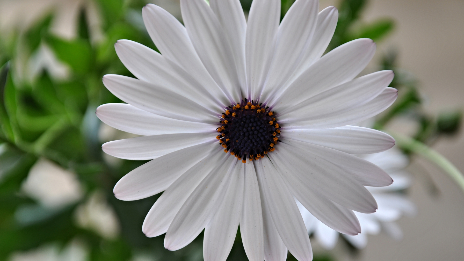 Красивый белый цветок Мезембриантемум крупным планом