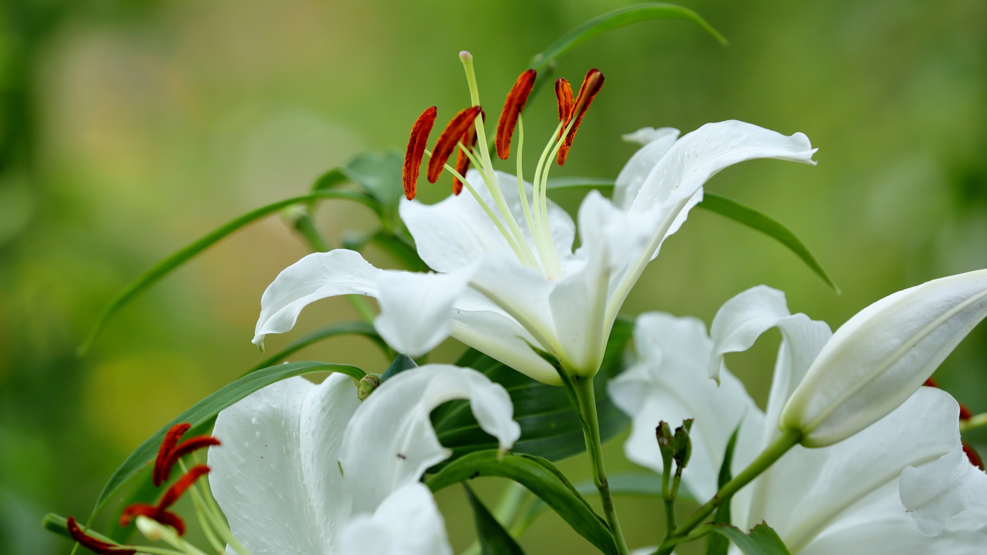 Красивый белый цветок лилии с бутонами и зелеными листьями