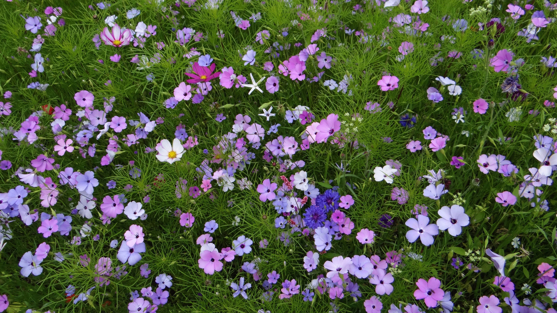 Красивые полевые цветы космея и голубые васильки