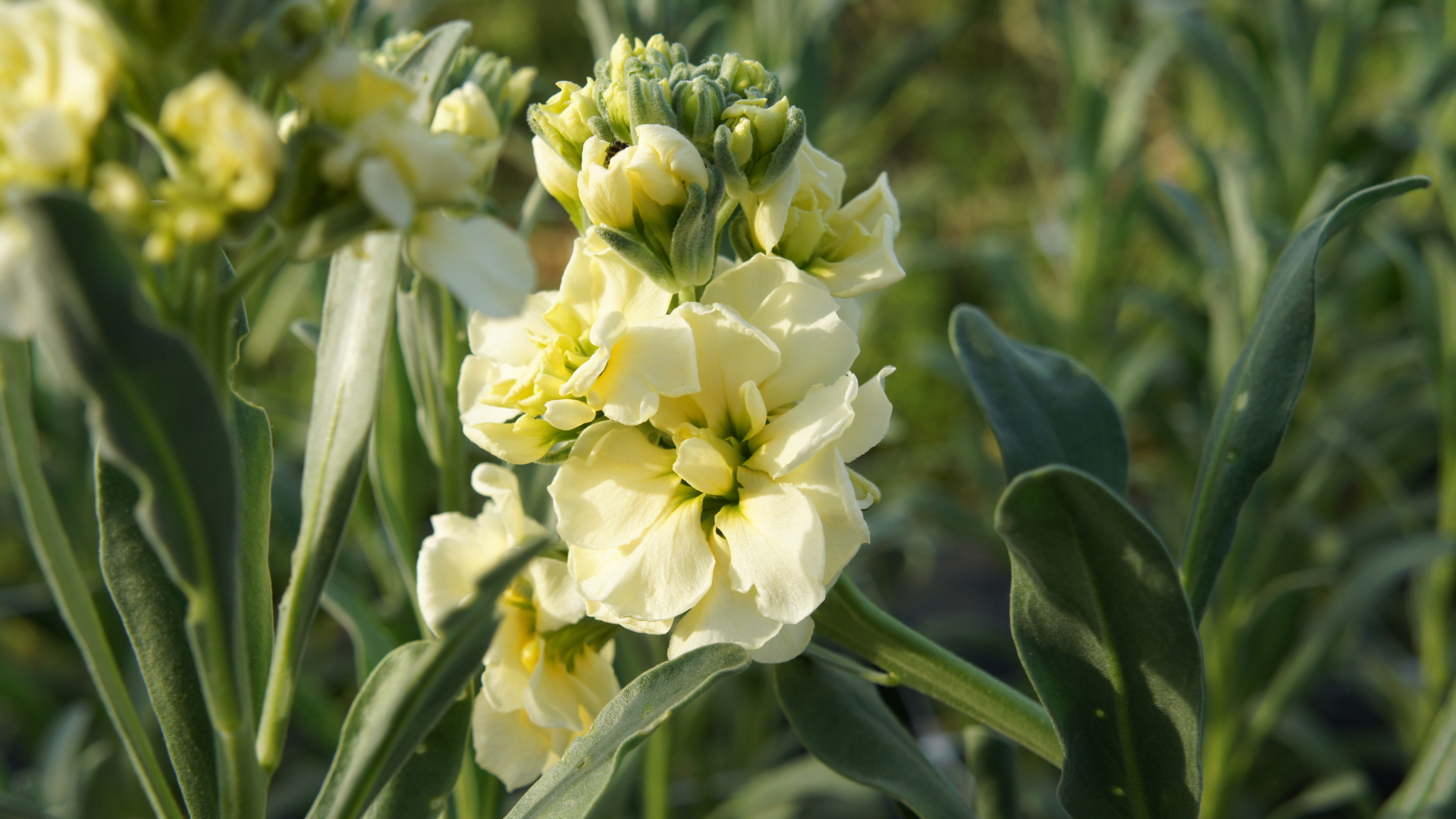 Красивый желтый цветок левкой с бутонами крупным планом