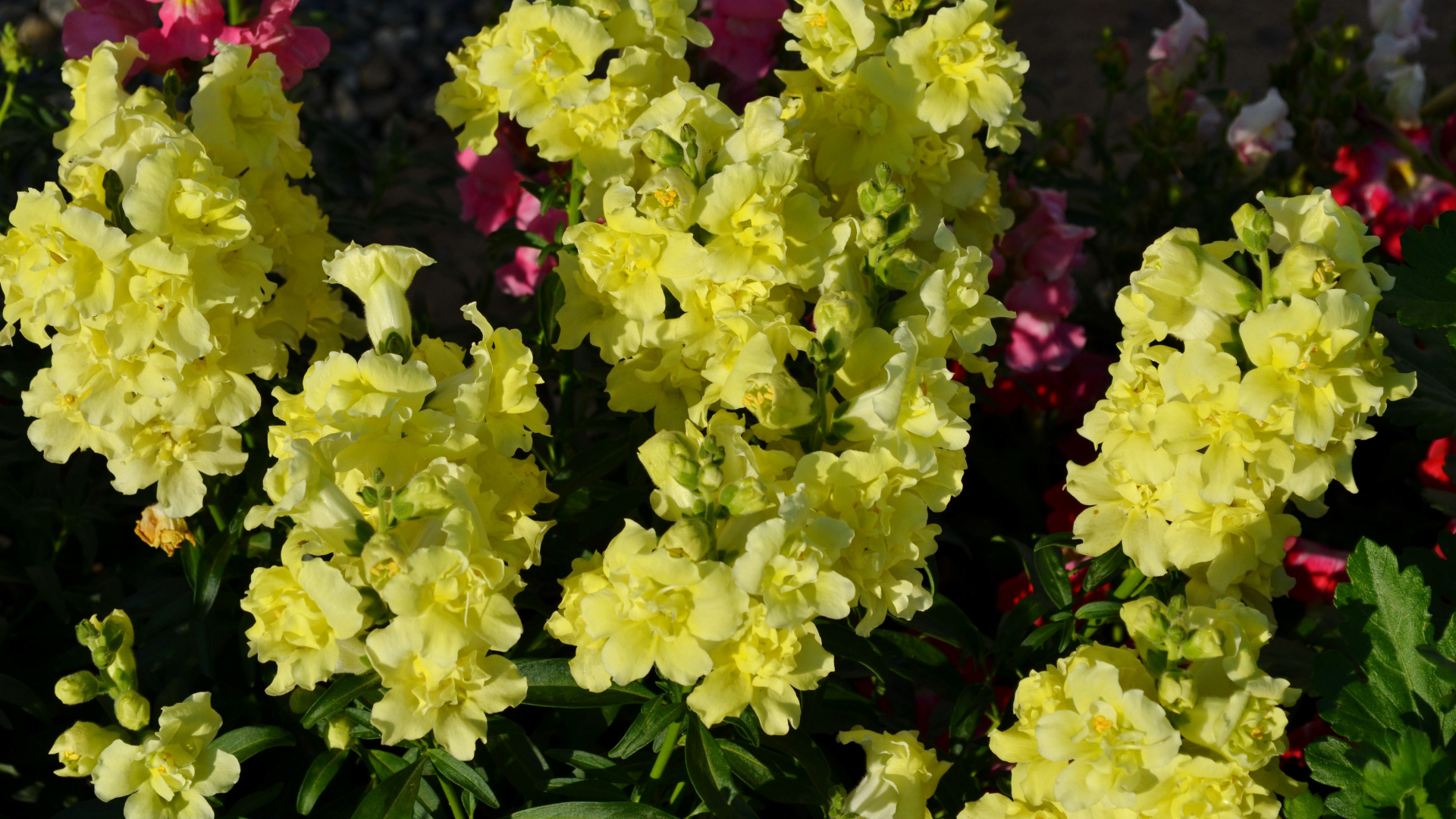 Красивые желтые цветы Львиный зев