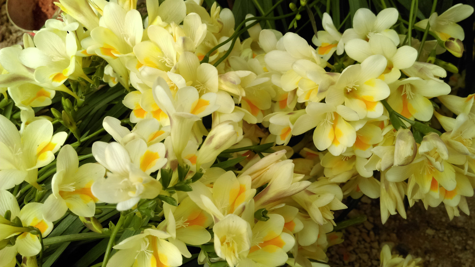 Красивые желтые цветы фрезия крупным планом