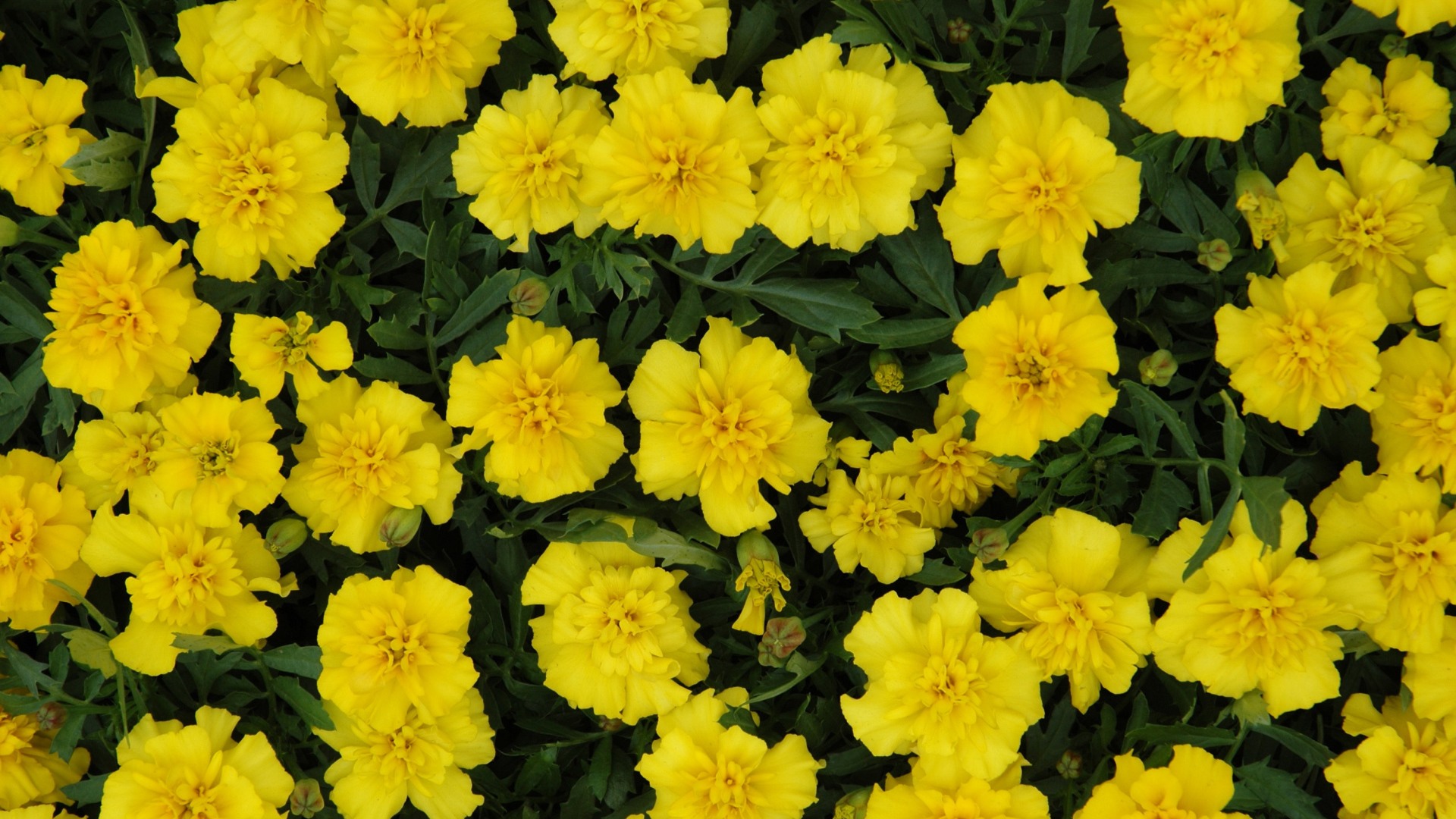 Красивые желтые бархатцы вблизи