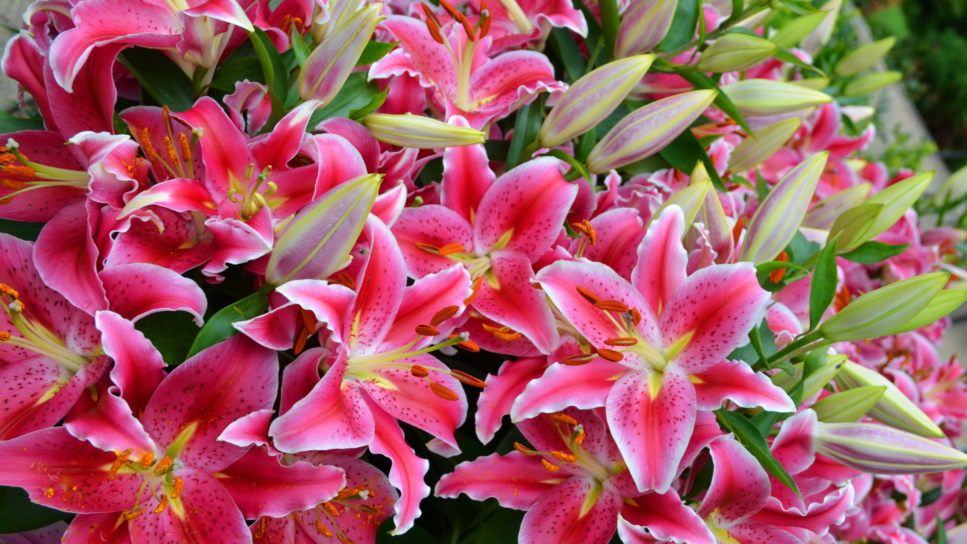 Большой букет красивых розовых лилий  