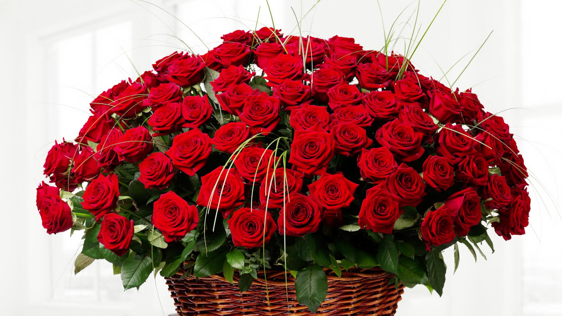 Большой букет красивых красных роз в корзине на белом фоне 