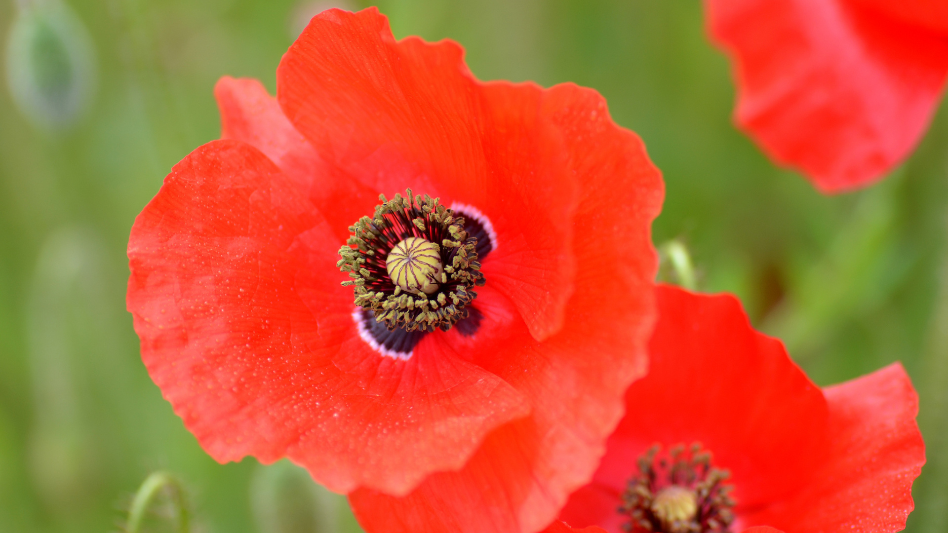 Большой цветок красного мака крупным планом 