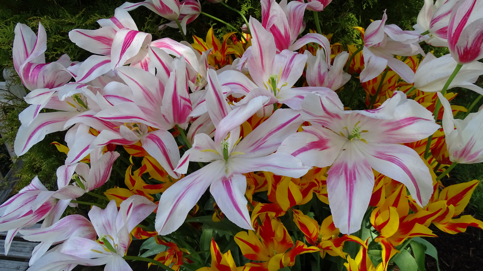 Распустившиеся цветы тюльпаны 