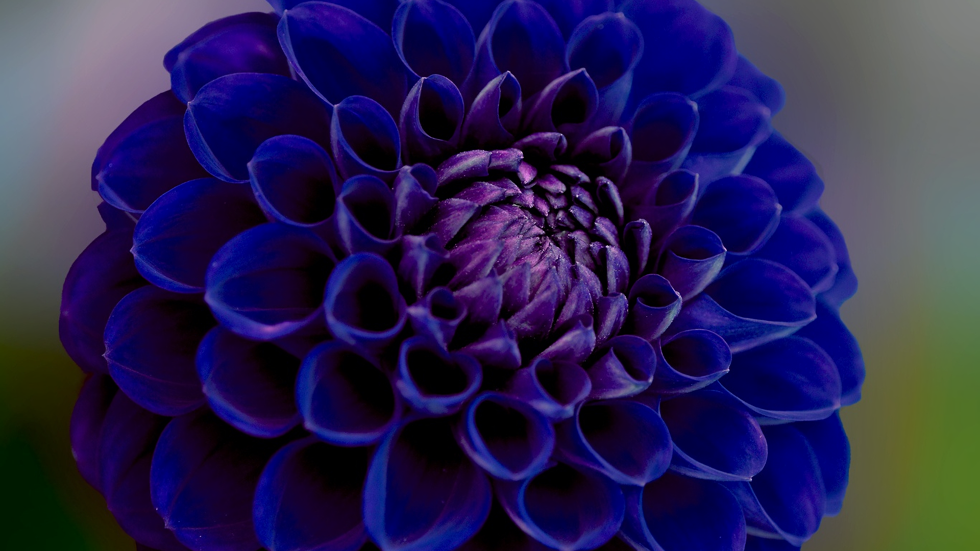 Синяя георгина крупным планом 