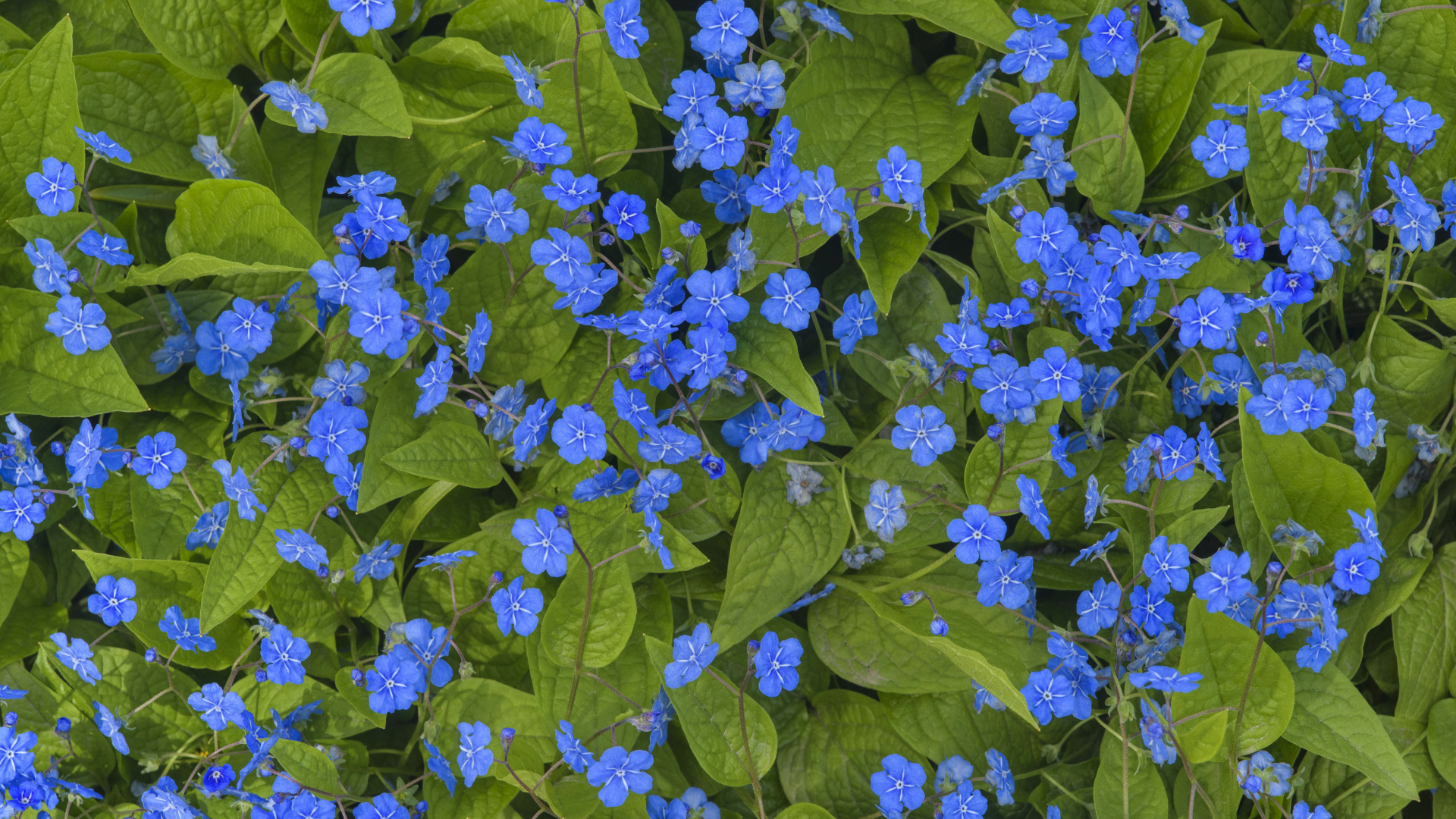 Голубые маленькие цветы незабудки крупным планом