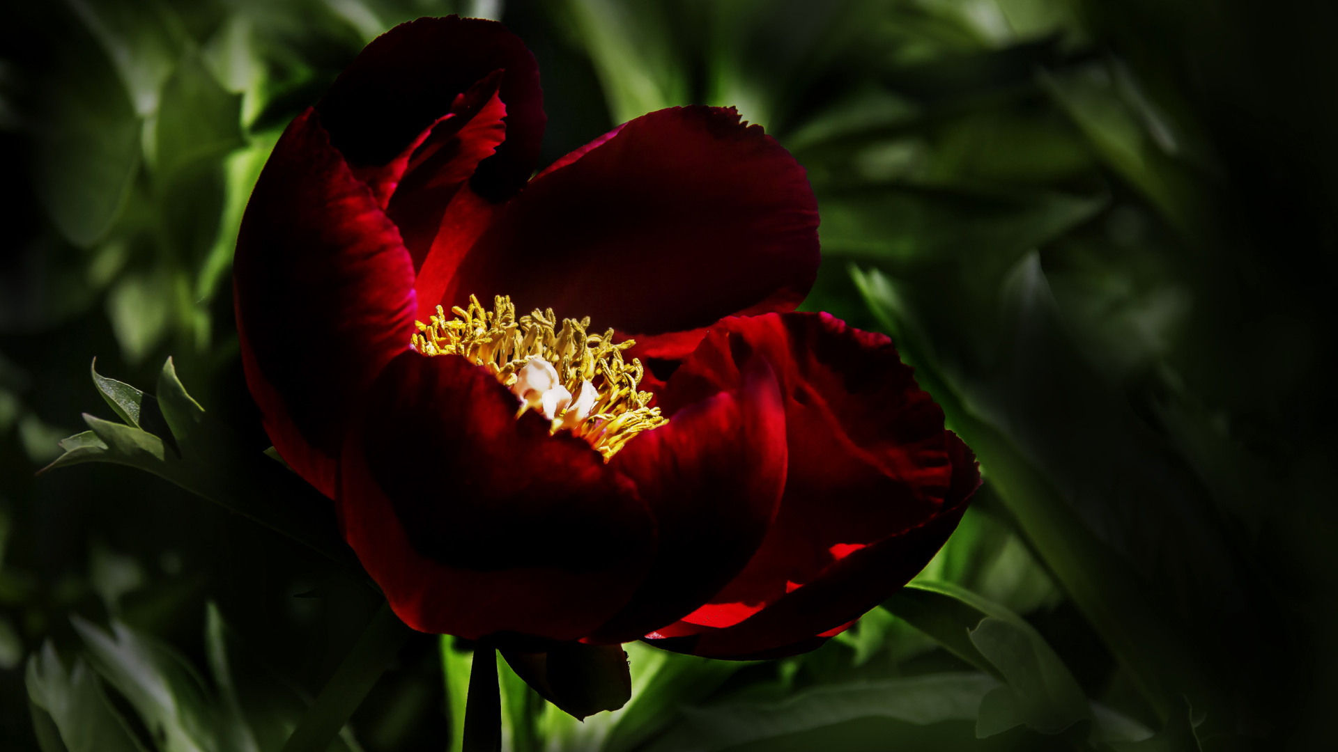 Бордовый красивый пион крупным планом