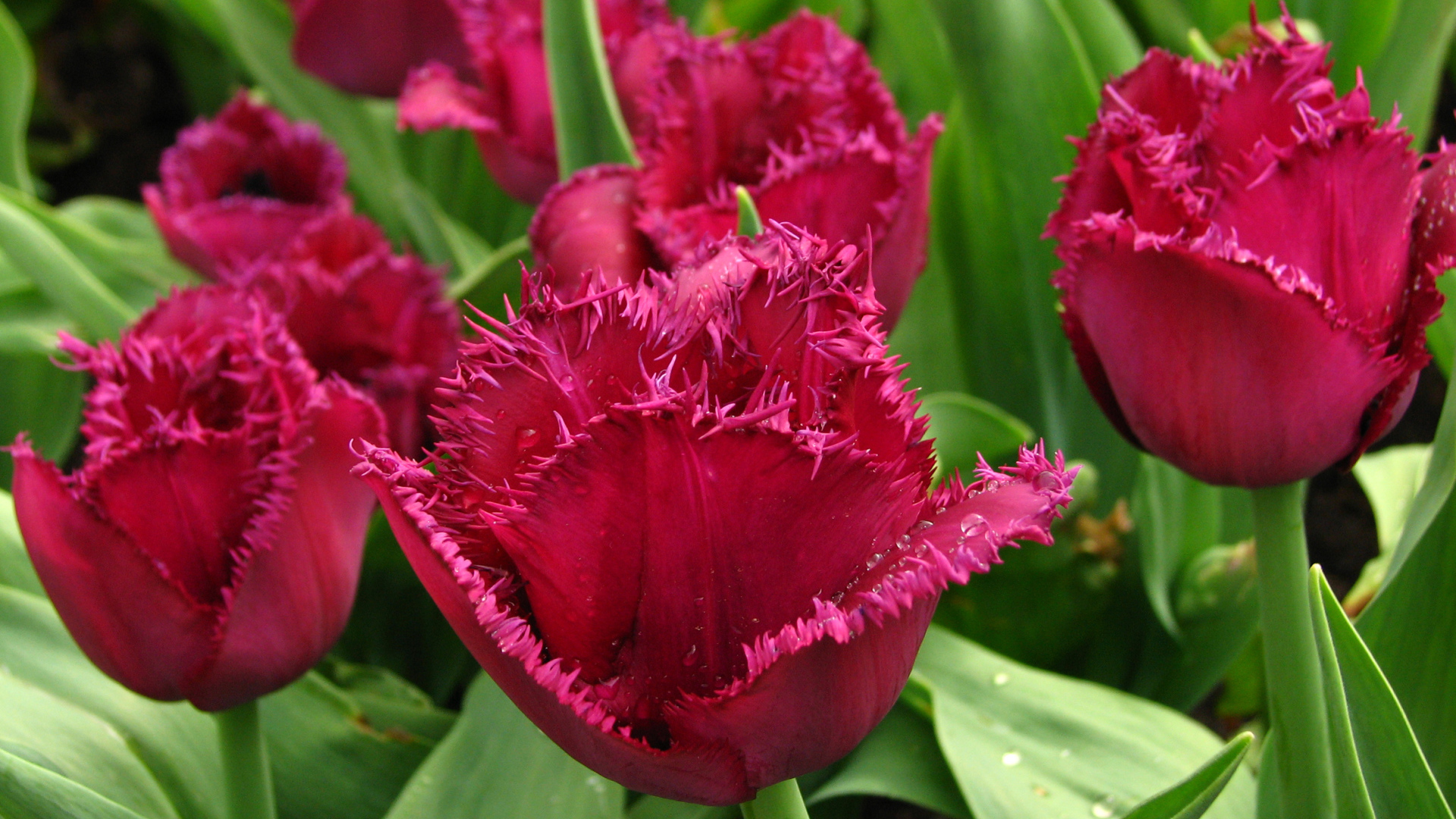 Бордовые тюльпаны на клумбе в каплях воды крупным планом