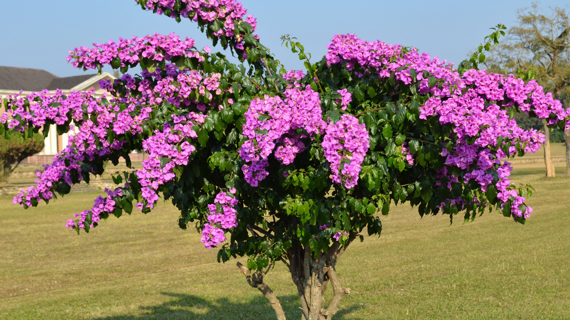 Дерево  Бугенвиллия с красивыми розовыми цветами