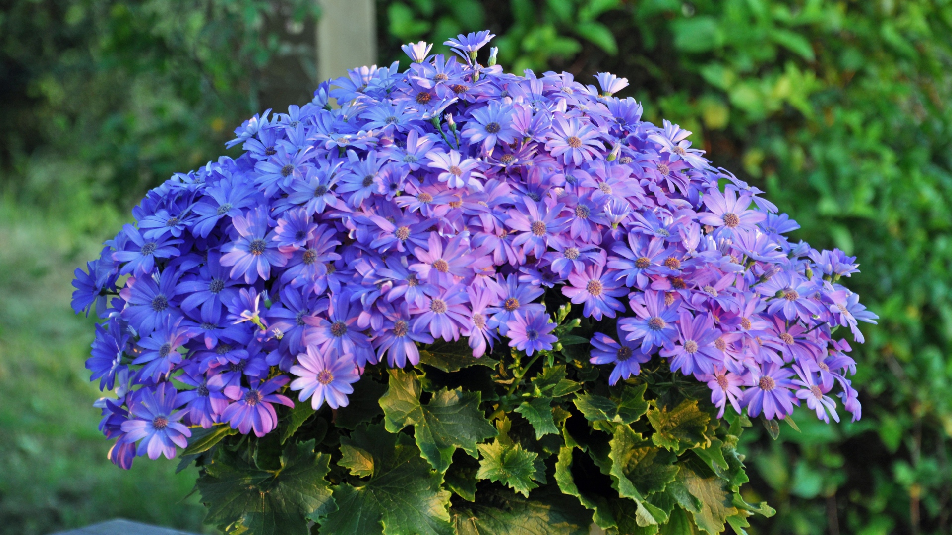 Букет синих красивых цветов 