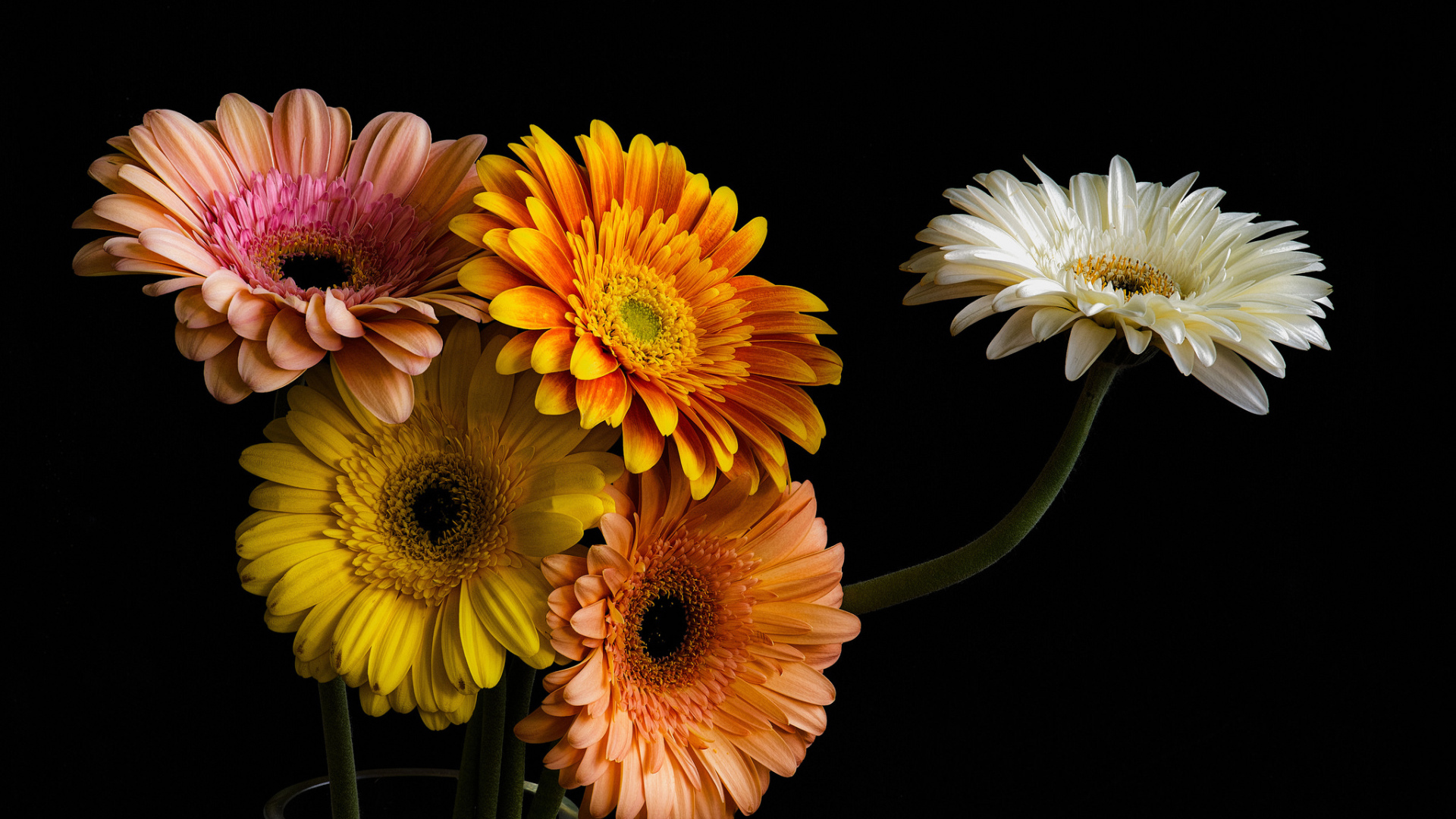 Букет разноцветных гербер в стеклянной вазе 