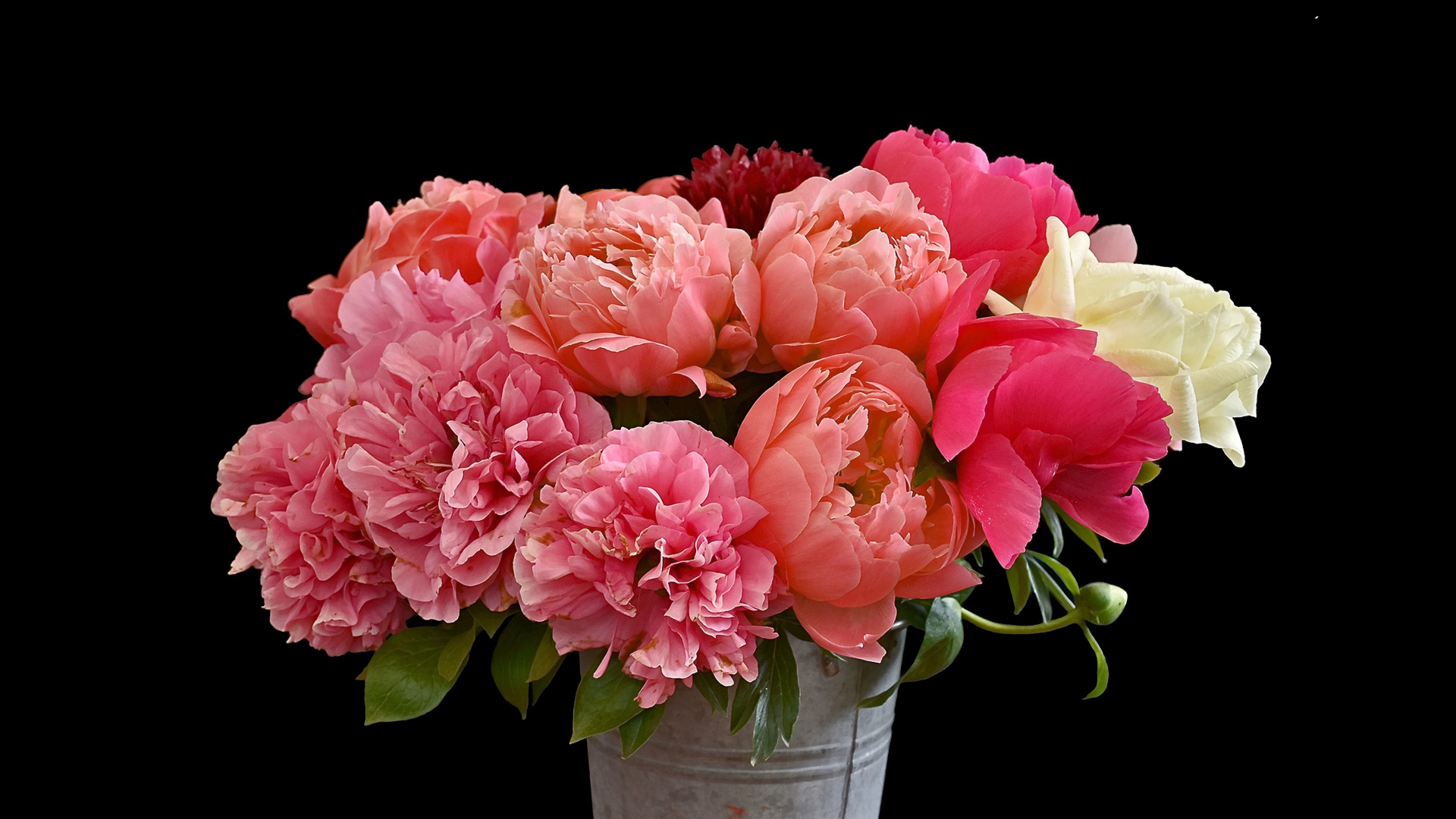 Bouquet of pink beautiful pions in a bucket on a black background