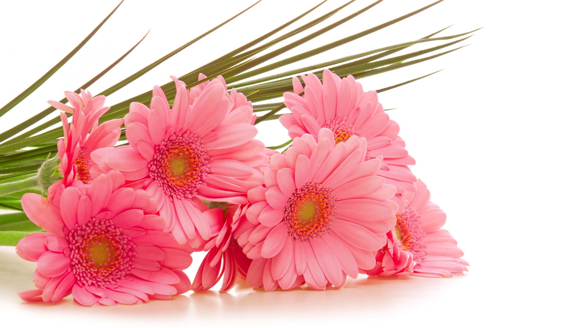 Букет розовых гербер на белом фоне