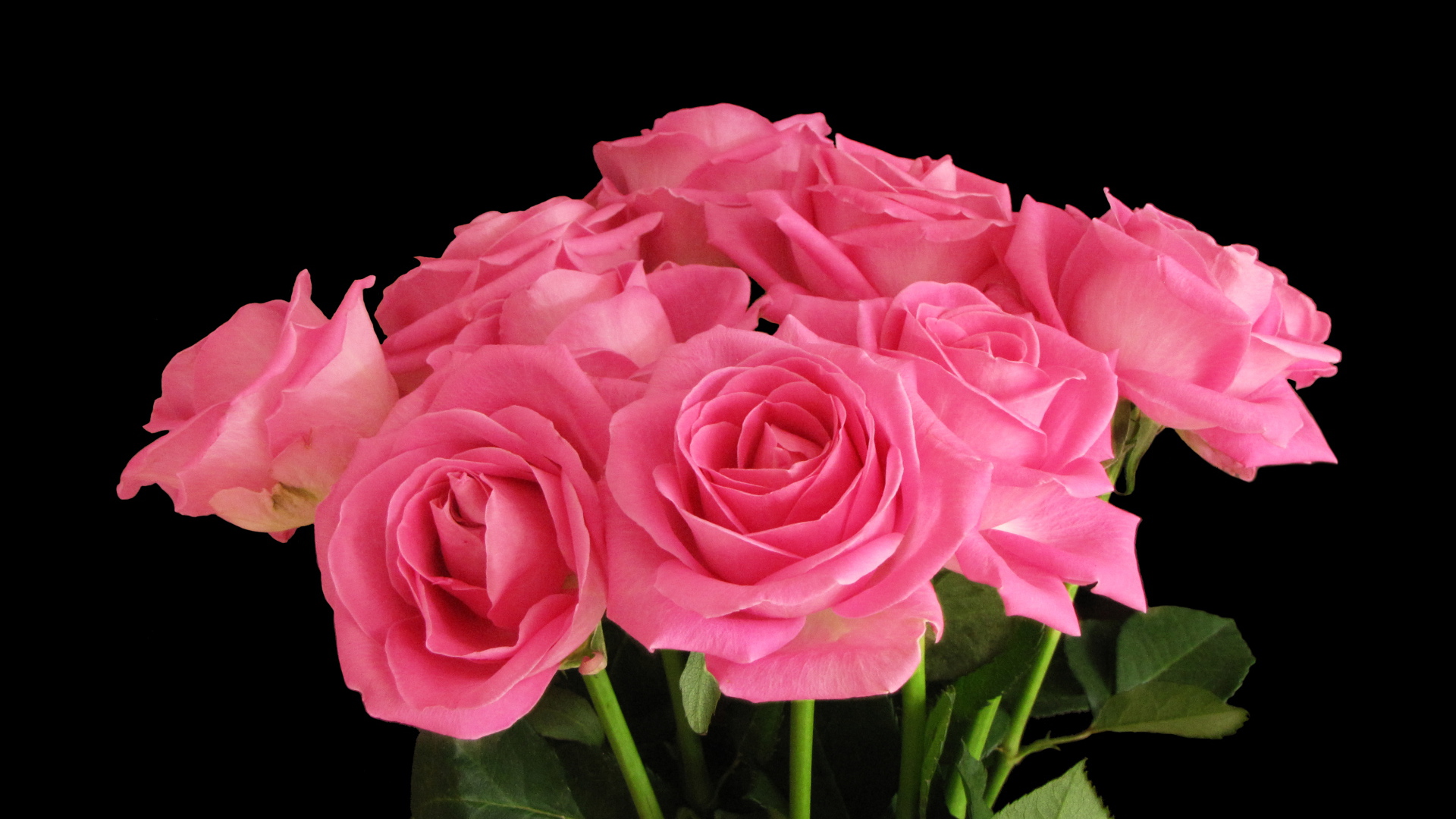 Букет розовых роз на черном фоне крупным планом