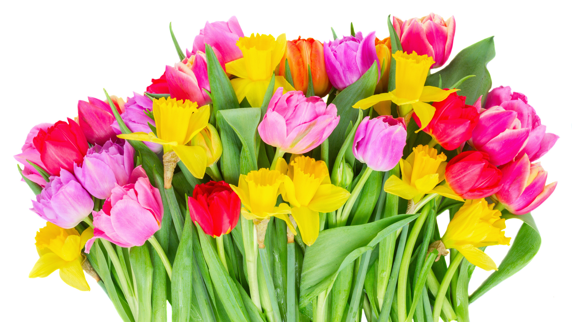 Букет розовых тюльпанов и желтых нарциссов на белом фоне