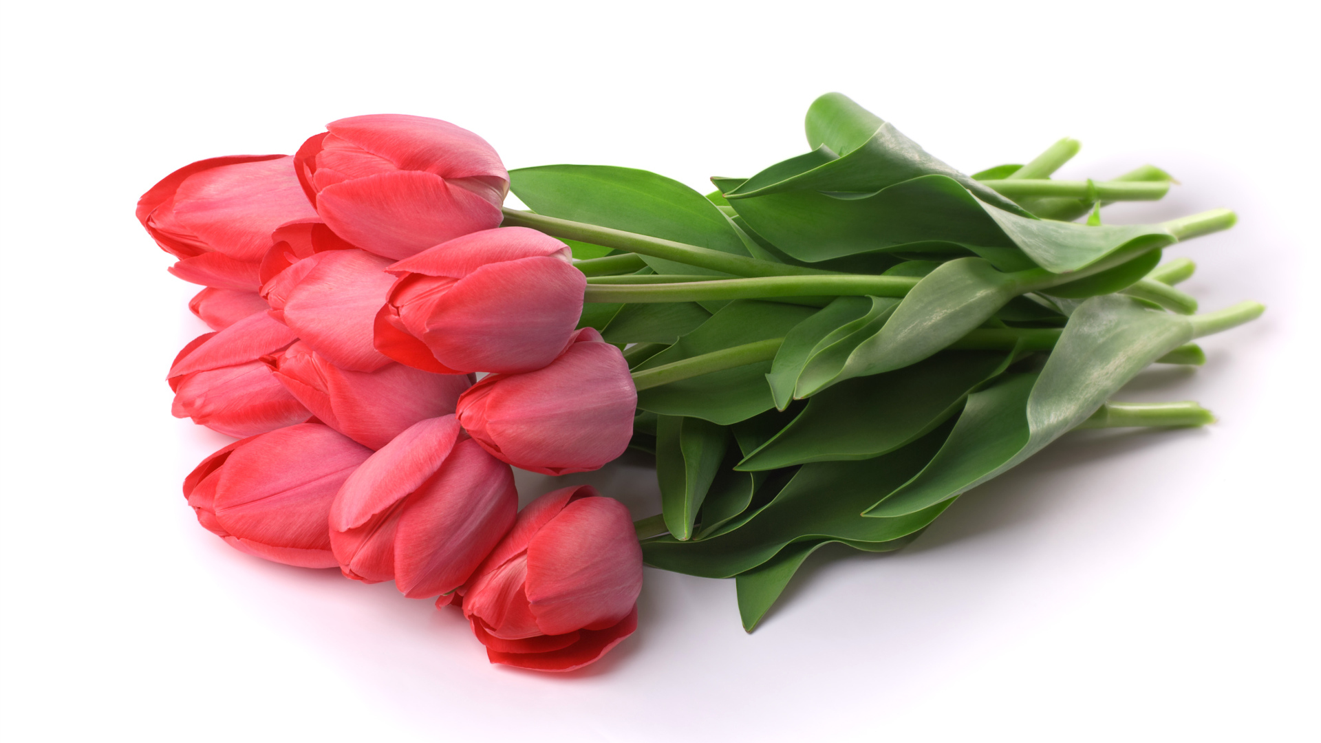 Букет розовых тюльпанов на белом фоне