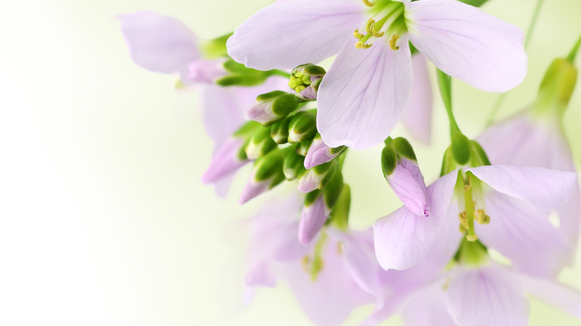 Ветка нежных сиреневых цветов фрезии