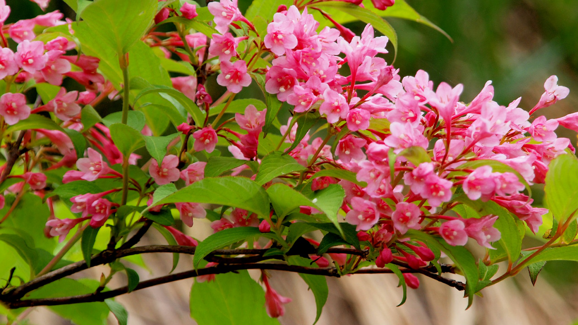 Ветка с нежными розовыми цветами 