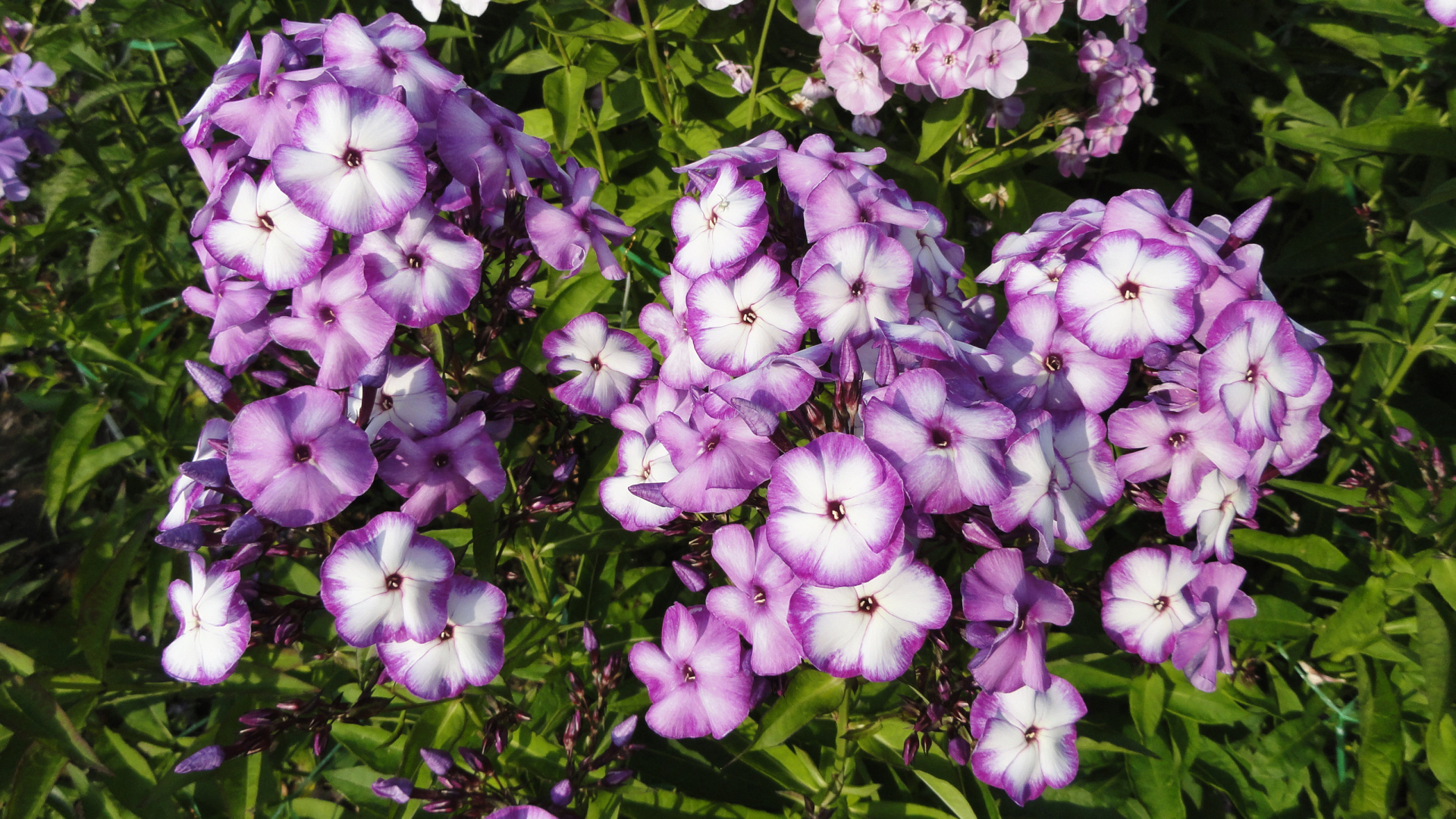 Яркие фиолетово - белые  цветы садовой флоксы