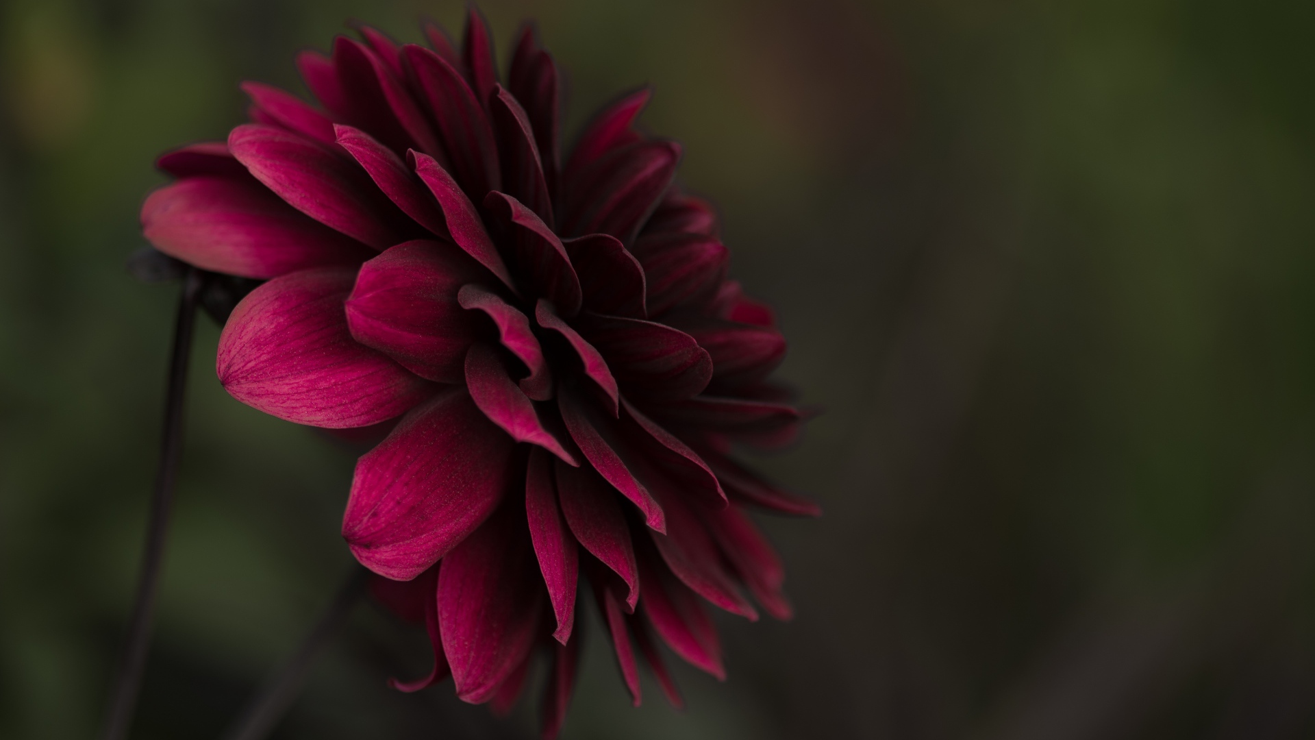 Бордовая пышная георгина крупным планом