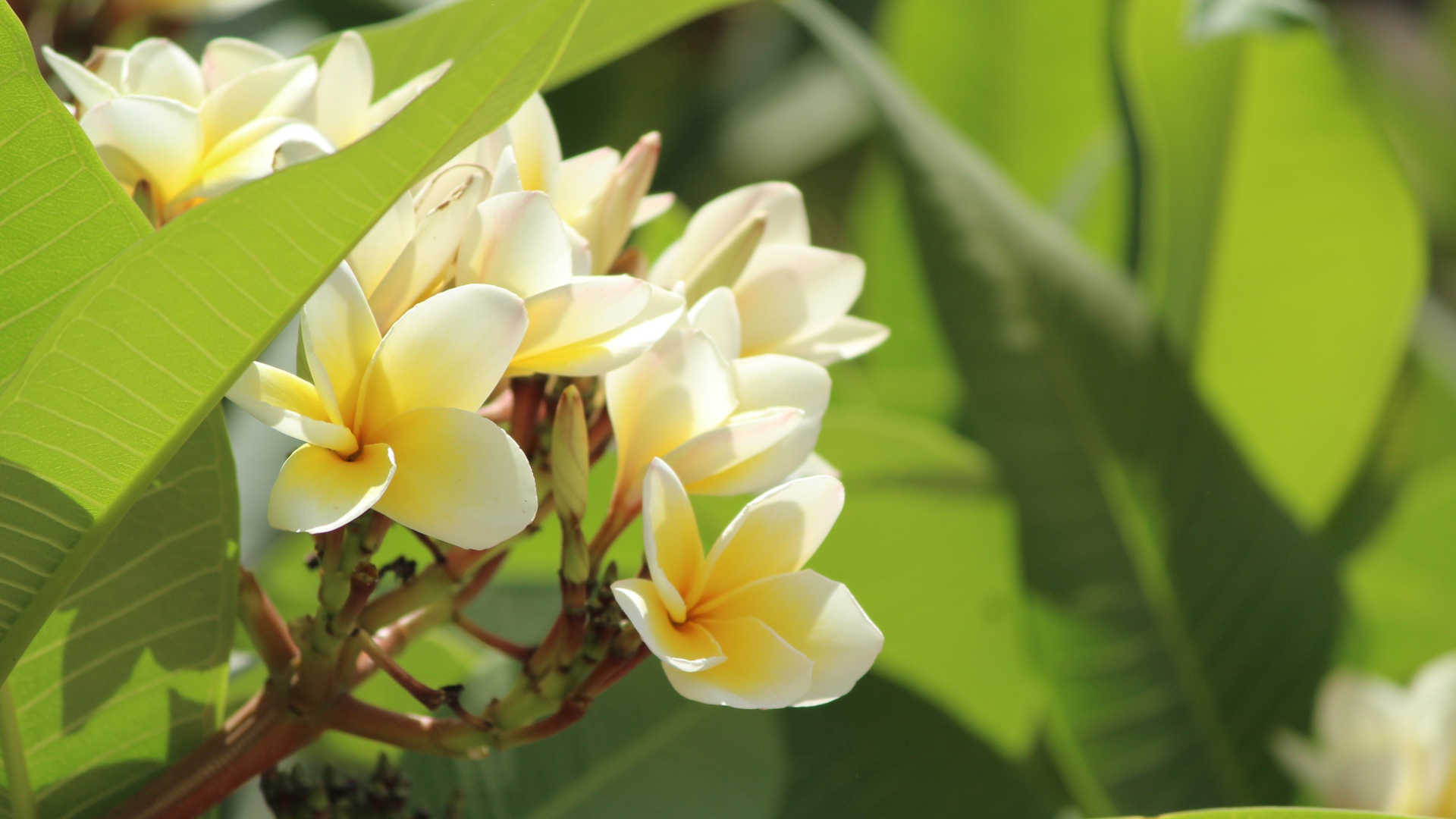 Нежные цветы тропического дерева плюмерия 