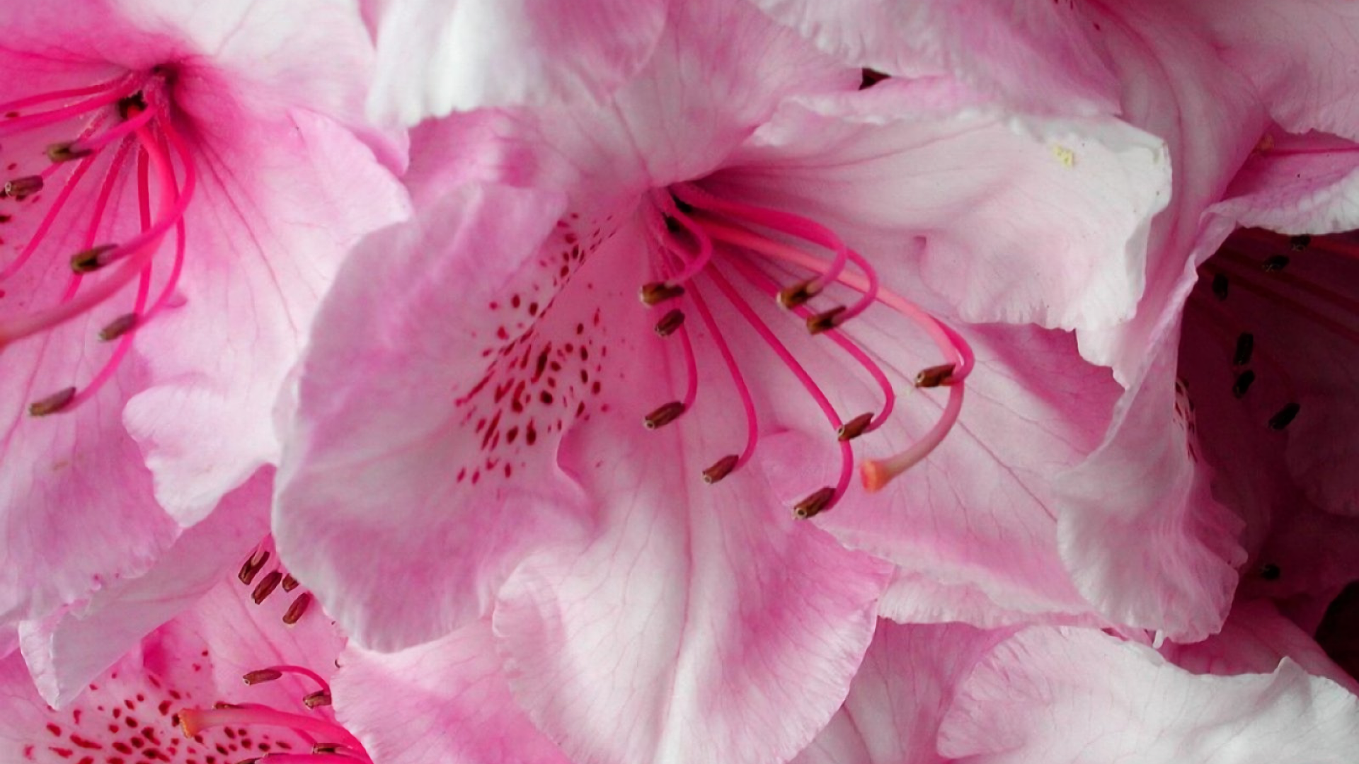 Нежные розовые цветущие цветы 