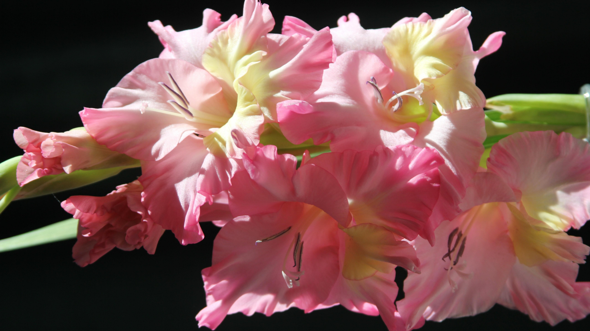 Нежные розовые гладиолусы на черном фоне