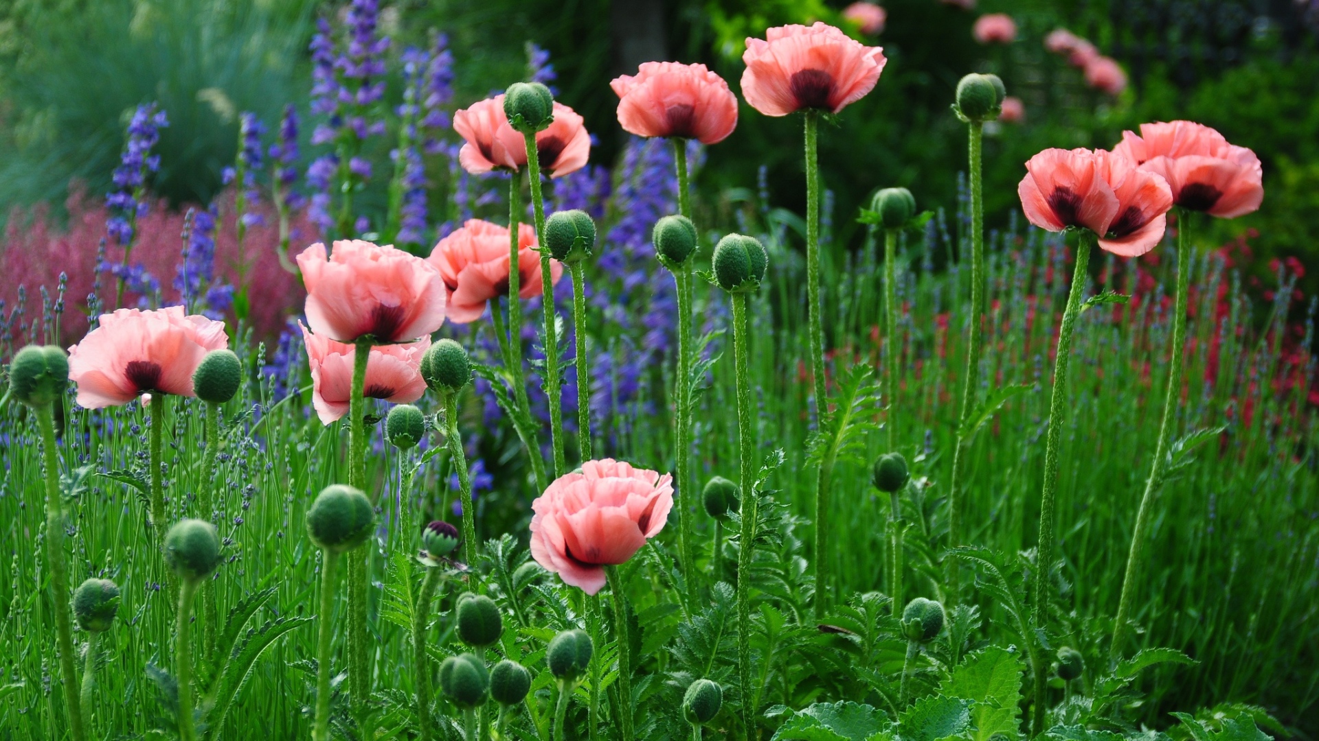 Нежные розовые маки в поле 