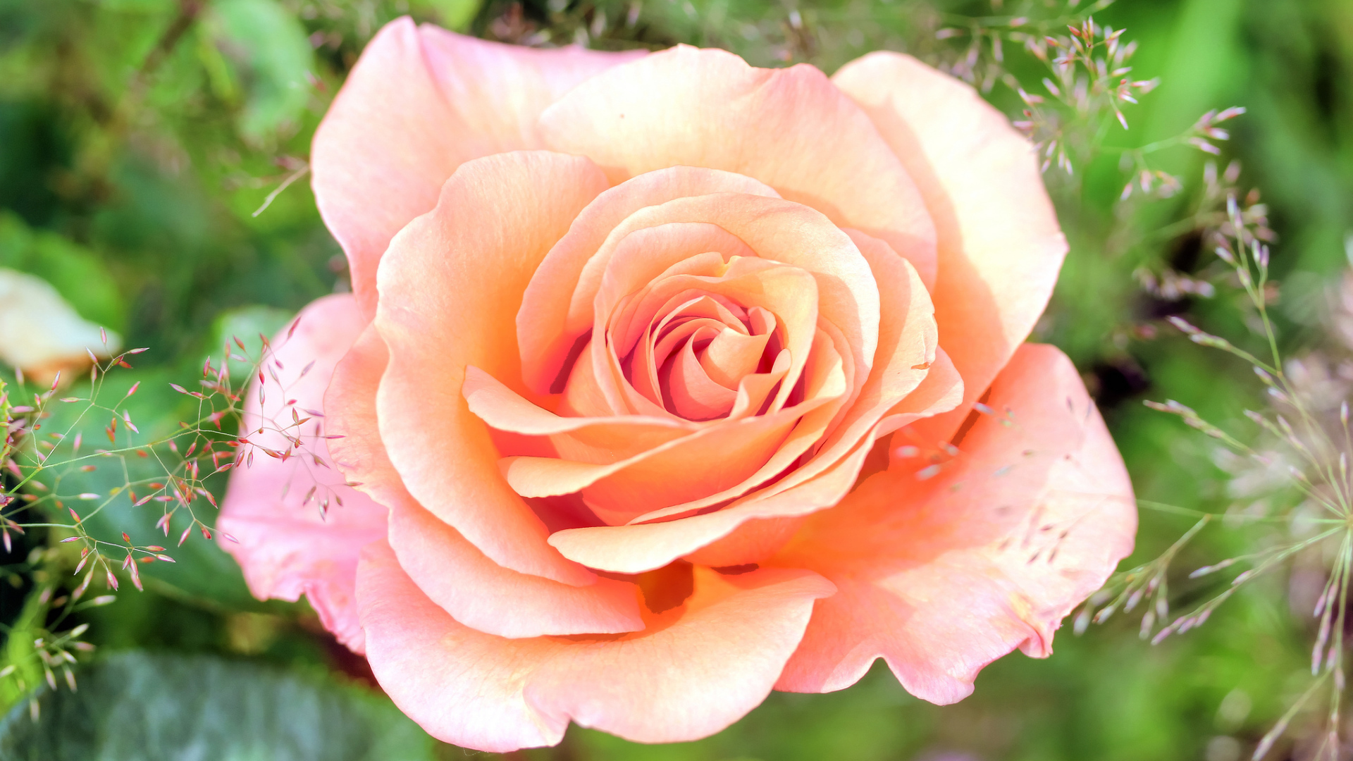 Нежная розовая роза крупным планом 