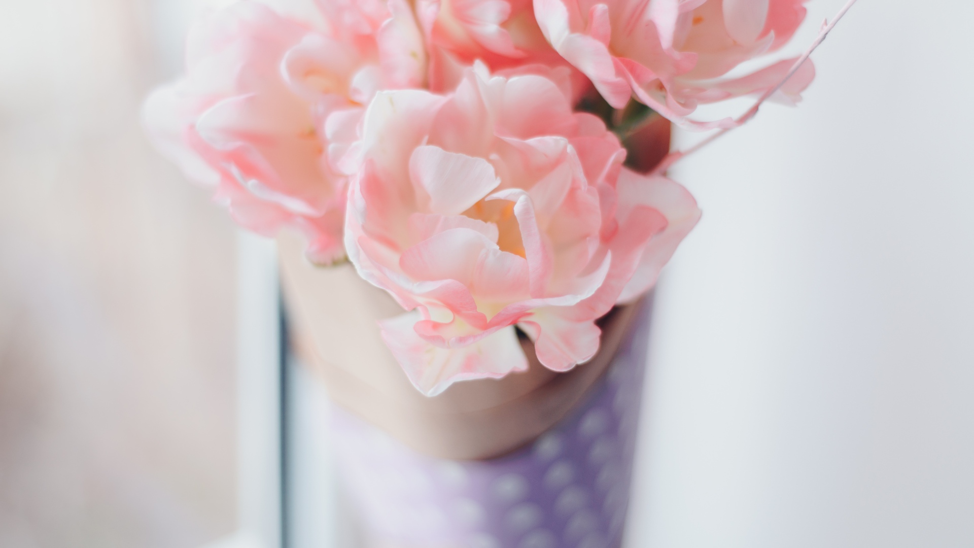 Нежные розовые цветы тюльпаны 