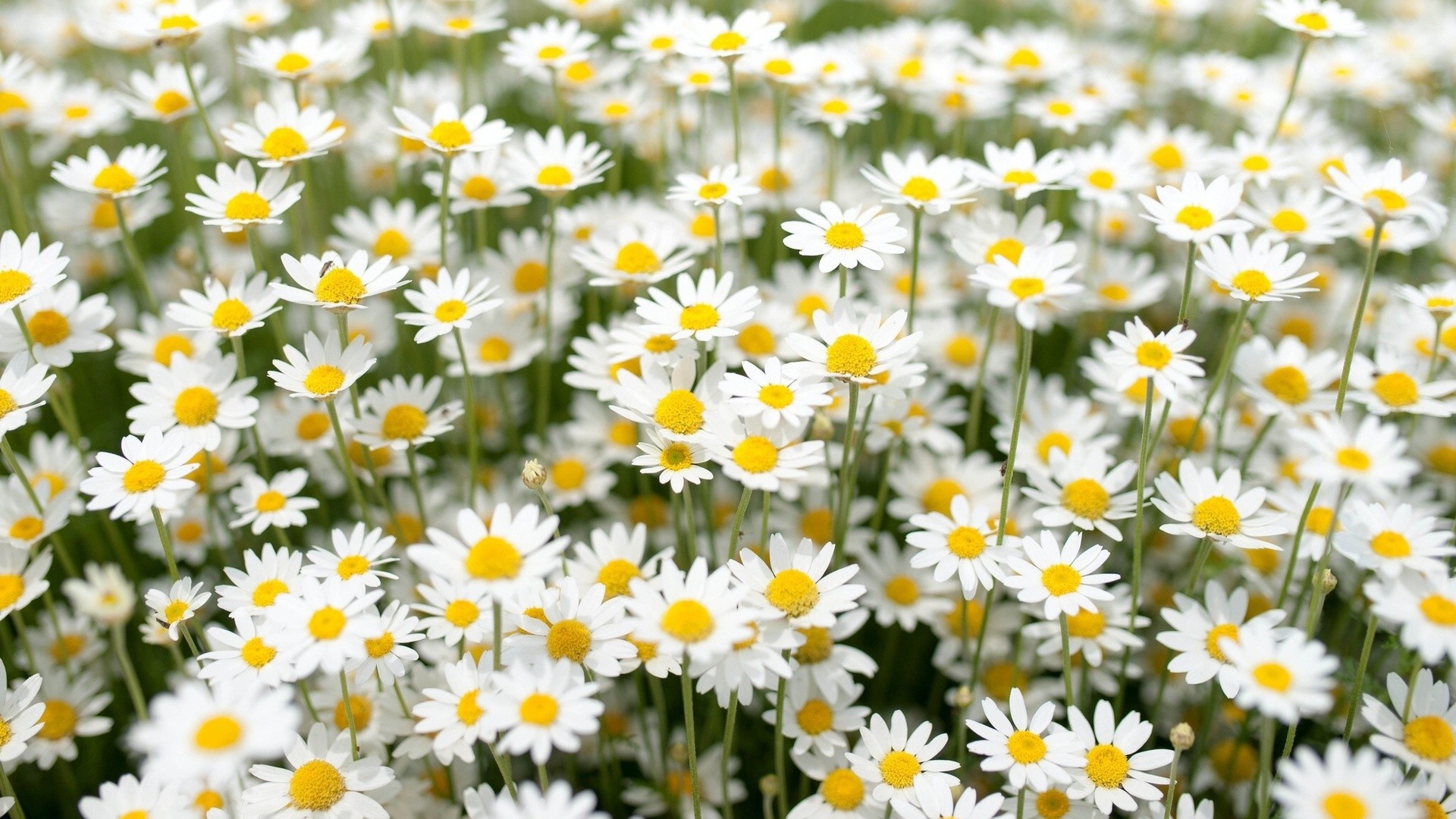 Нежные белые полевые ромашки 