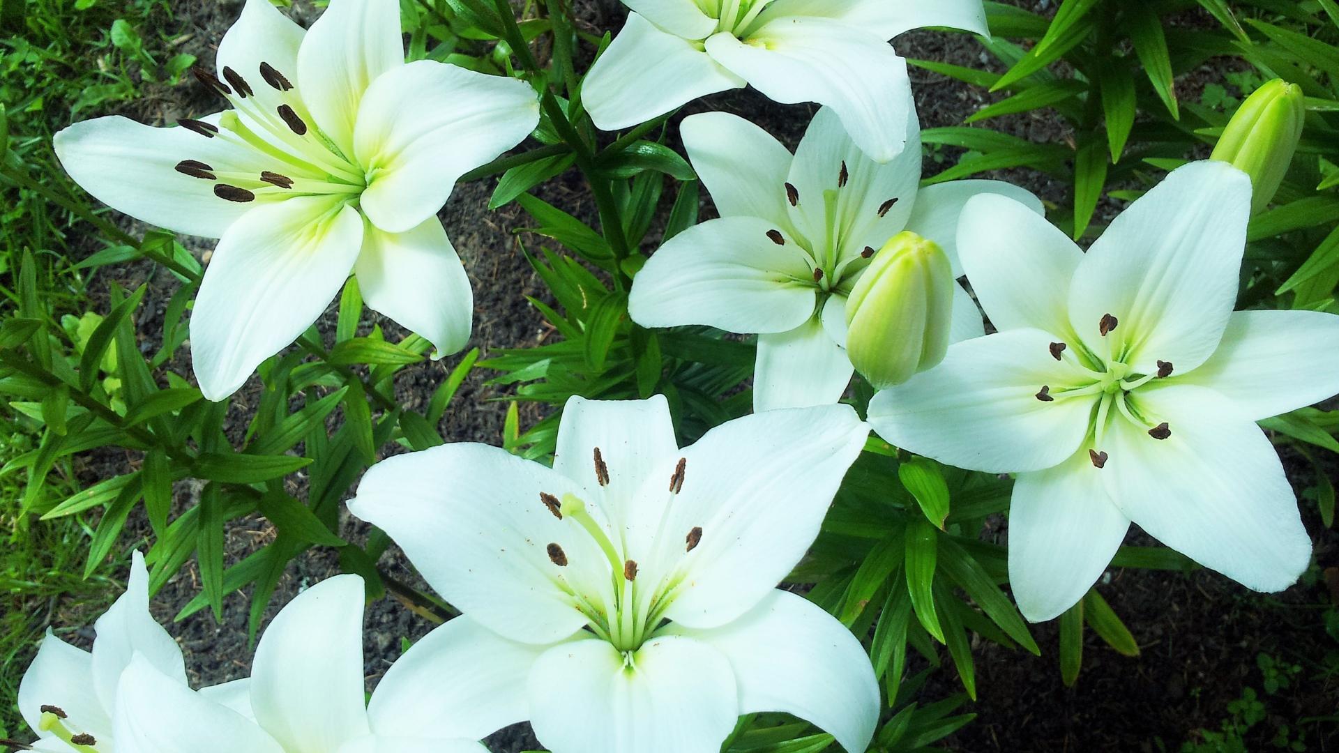 Нежные белые лилии на клумбе крупным планом