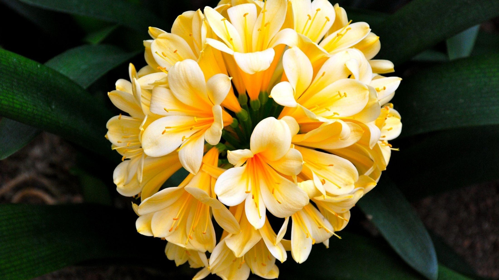 Нежный желтый комнатный цветок  кливия с большими зелеными листьями