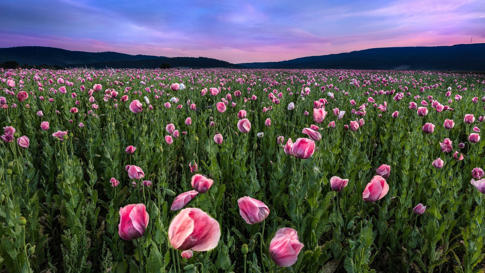 Поле розовых маков под красивым летним небом