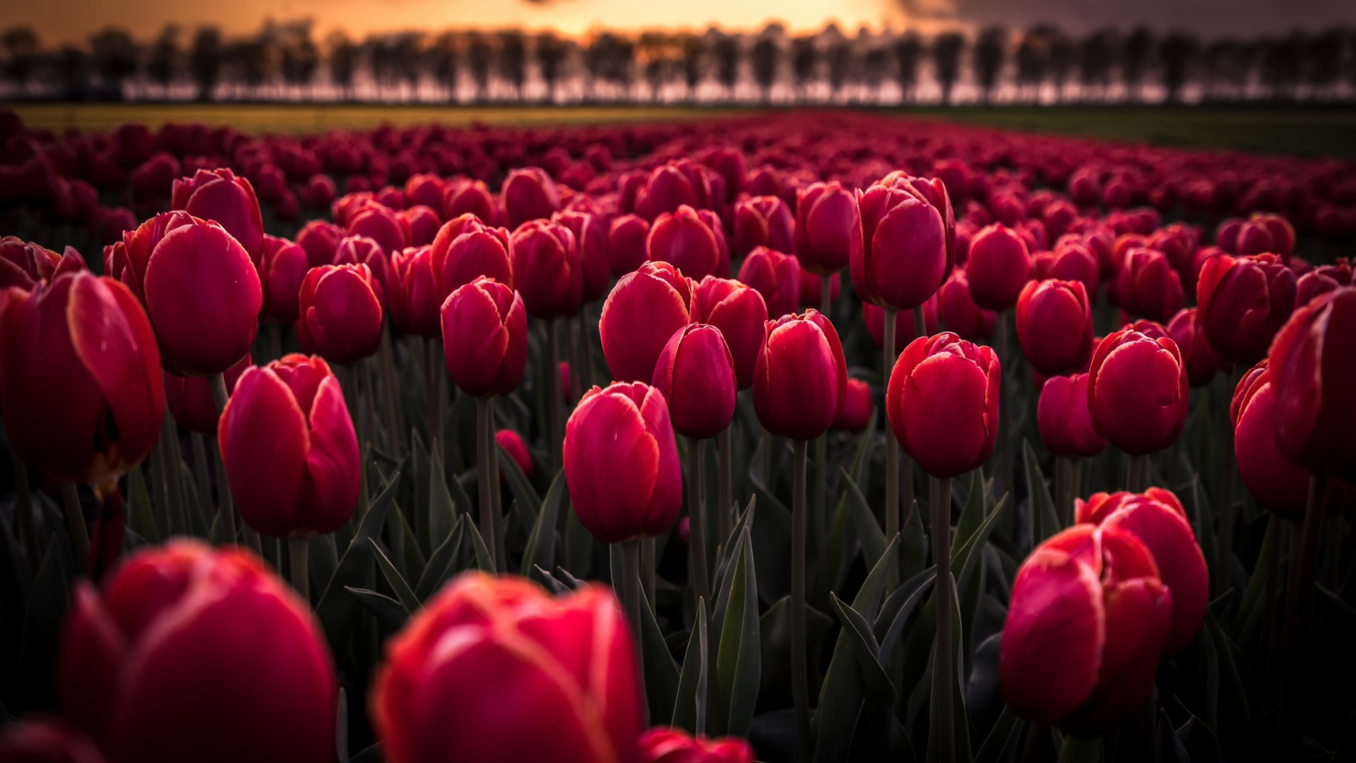 Поле красных цветов тюльпанов на рассвете 