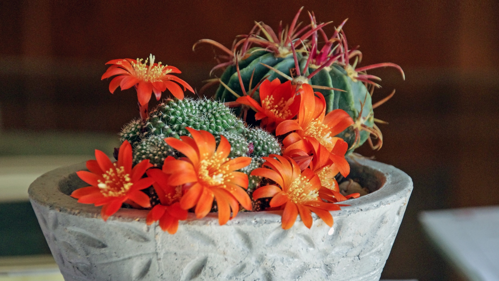 Цветущий комнатный цветок маммиллярия